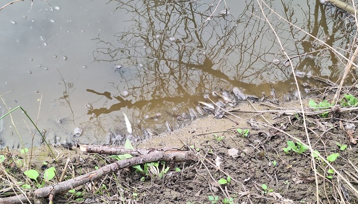 На място има екип на РИОСВ - Русе