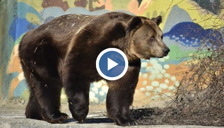 Тони и Рони излязоха на слънце след зимната си почивка