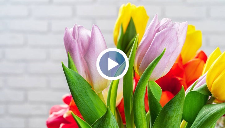 Цените на цветята с до 50% по-високи за 8 март