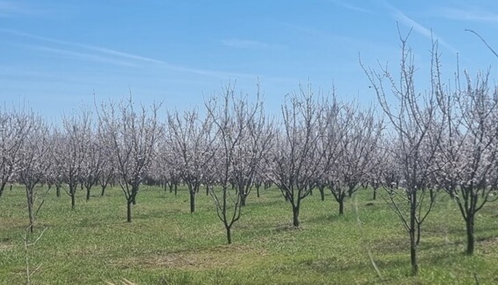 Стопаните от Североизточна България алармират за 100% загуби при кайсиите