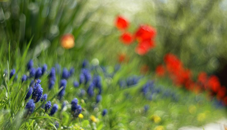 От нарциси до лалета - пълен наръчник за красива градина през новия сезон