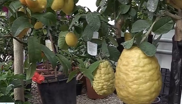 Екзотично цитрусово дръвче роди необичайно голям плод, който продължава да