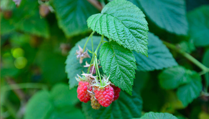 Земеделците могат да получат до 100% компенсация за разходите по