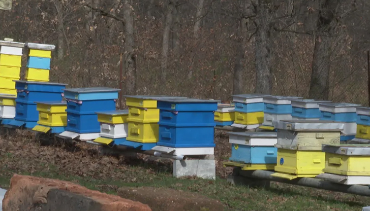 Смъртността при пчелите в България достигна 70 процентаАлармиращи данни за