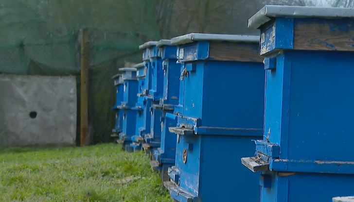 В Русенско смъртността на пчелите достига драматичните 50-60%Драматична ситуация в