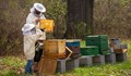 Пчеларите настояват за 30 лева помощ за всеки загубен кошер