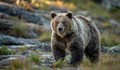 Шест нападения от мечки в Смолянско само за месец