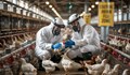 Птичият грип H5N1 обхвана всички щати в САЩ