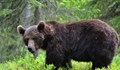 Словакия ще отстреля 350 мечки след смъртен случай