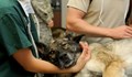 Лекари в Русе се борят за живота на тежко пострадало куче