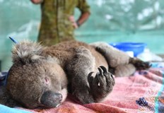 Природозащитници Това е безразсъдство и национален позорВ Австралия разгорещени дебати