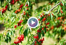 Лошите климатични условия повишават цените на плодове и зеленчуциПотребителската кошница