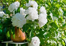 Растението повишава имунитета и носи благополучиеБожурът е растение което не