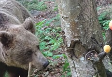 Единадесет от мечките вече са будни и се радват на