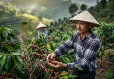 Виетнамските производители печелят милиарди въпреки намаления износ на кафеГлобалният пазар