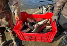 Родни производители изнасят шарани за Румъния докато българите купуват вносно