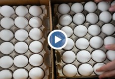 Евростат отчита 6 7 ръст в цените на яйцата в ЕС