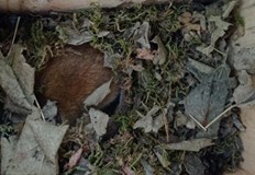 РИОСВ Русе установи заселеност в близо половината от специално