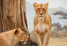 Разрастването на градовете поставя сериозни предизвикателства пред съжителството на хора