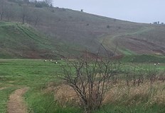 Местните жители посрещнаха с радост пернатите гостиВ мрачния и ветровит