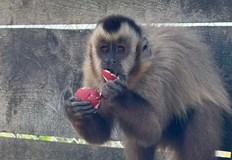 Служителите на зоопарка подготвиха безвредни боядисани яйца за животнитеОбитателите на