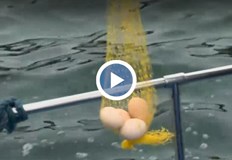 Според местните солената морска вода придава специфичен блясък на боята