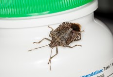 Експертни съвети за домаНеприятната миризма която миризливките разпространяват може да