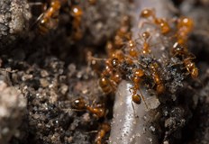 Климатът в Барселона Рим Лондон Париж и други градове е