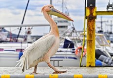Розовият пеликан на Морската гара не се притеснява от хората