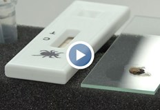 Специалистите предупреждават Сезонът на кърлежите вече започна бързата реакция намалява