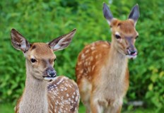 Майките винаги са наблизо дори когато не ги виждаме предупреждават