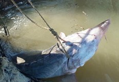 Редкият екземпляр можеше да даде 100 килограма черен хайверЕкипаж на