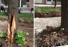 Русенци призовават за спешни мерки от отдел Екология на общинатаЖители