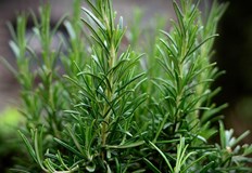 Древната билка подобрява паметта със 75 и пречиства организмаРозмаринът не