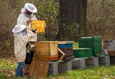 Масов мор в пчелините искат спешни компенсацииОбединеният български пчеларски