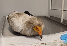 Втори лешояд е открит в критично състояниеТрагичен инцидент е регистриран