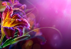 Традиции и обичаиДнес православните християни отбелязват Цветница един от