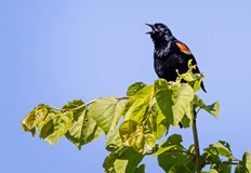 Шумовете смущават вокалната комуникация между пернатитеПтиците които обитават райони в