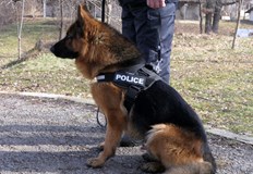 Мъж крил пликове с кокаин сред клоните на дървета в