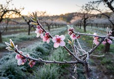 Очакват се рекордно високи цени на плодовете заради щети от