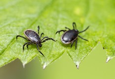 Община Русе препоръчва на гражданите да избягват третираните зониОт утре