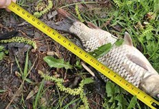 Уловената риба беше върната във водоемаИнспектори от Изпълнителната агенция по