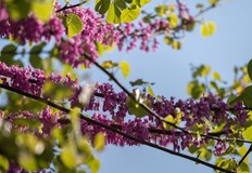 Красивите розово лилави цветове на растението радват русенциВ навечерието на Страстната