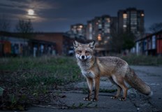 Дивите животни успешно се адаптират към градския животНеобичайни обитатели са