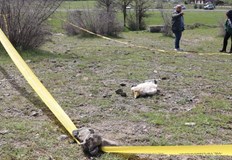 Защитените птици станаха жертва на отровна примамка в Източните РодопиИзключително