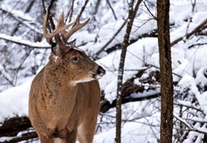 Незаконен отстрел на благороден елен в района на Осенари –