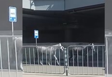 Животните препускали километри от квартал Столипиново до Централна пощаНеобичайна случка