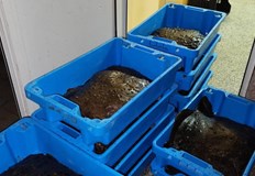 Рибарите трябва спешно да извадят мрежите си заради предстоящия забранителен