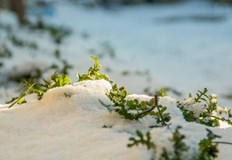 По места снежната покривка е надхвърлила 15 сантиметраС настъпването на