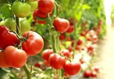 Според учените един робот може да замени шестима работнициКитайски учени